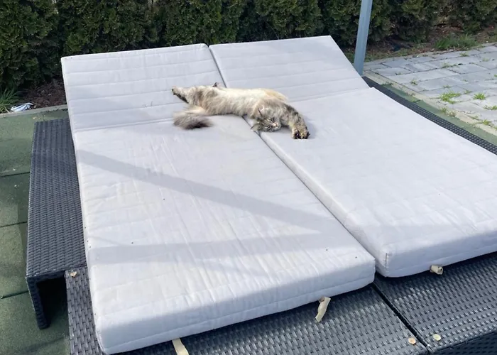 شاليه Rainbow *